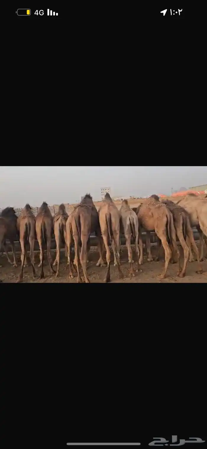حشو . قعدان حاشي مستورد ت 0