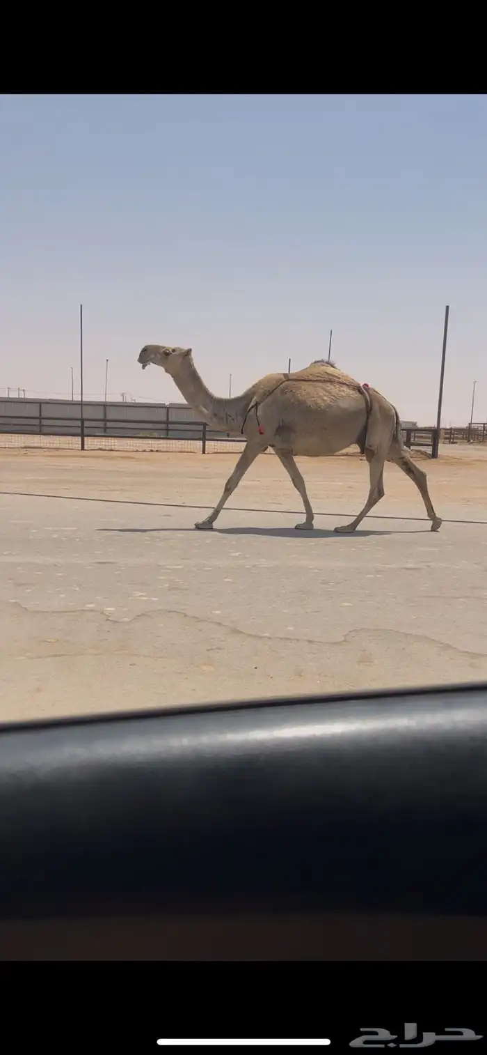 عشرا ضريبه ضروبه طيبه 0