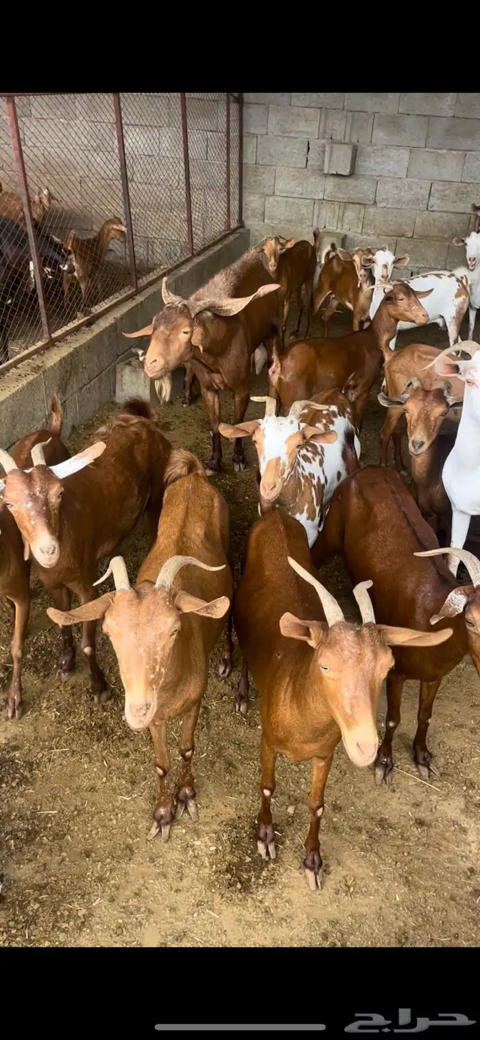 غنم للبيع العدد 38 يتبعها 16 0