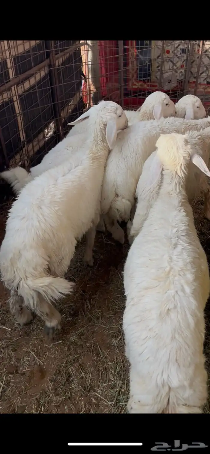 للبيع طليان حري 3