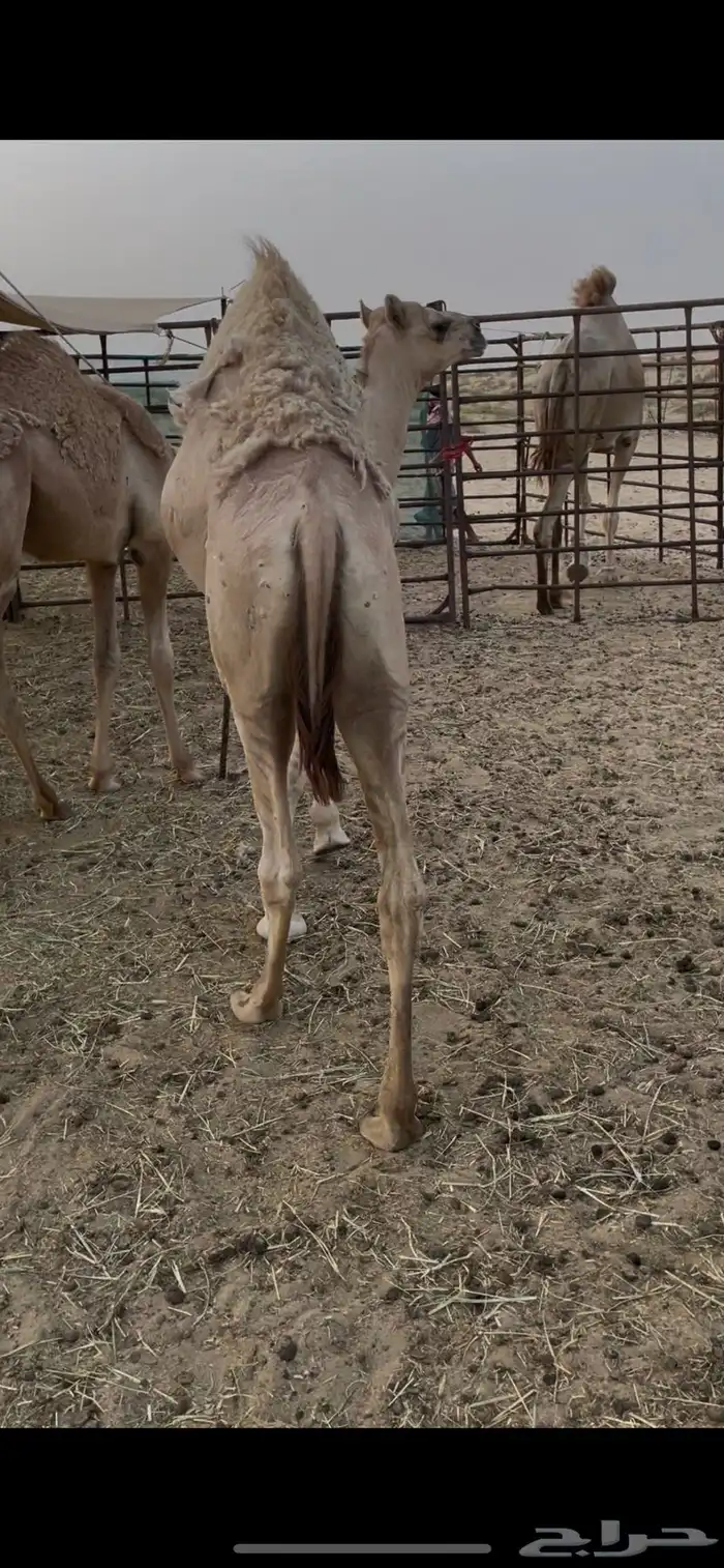 حوار قصب بري 1