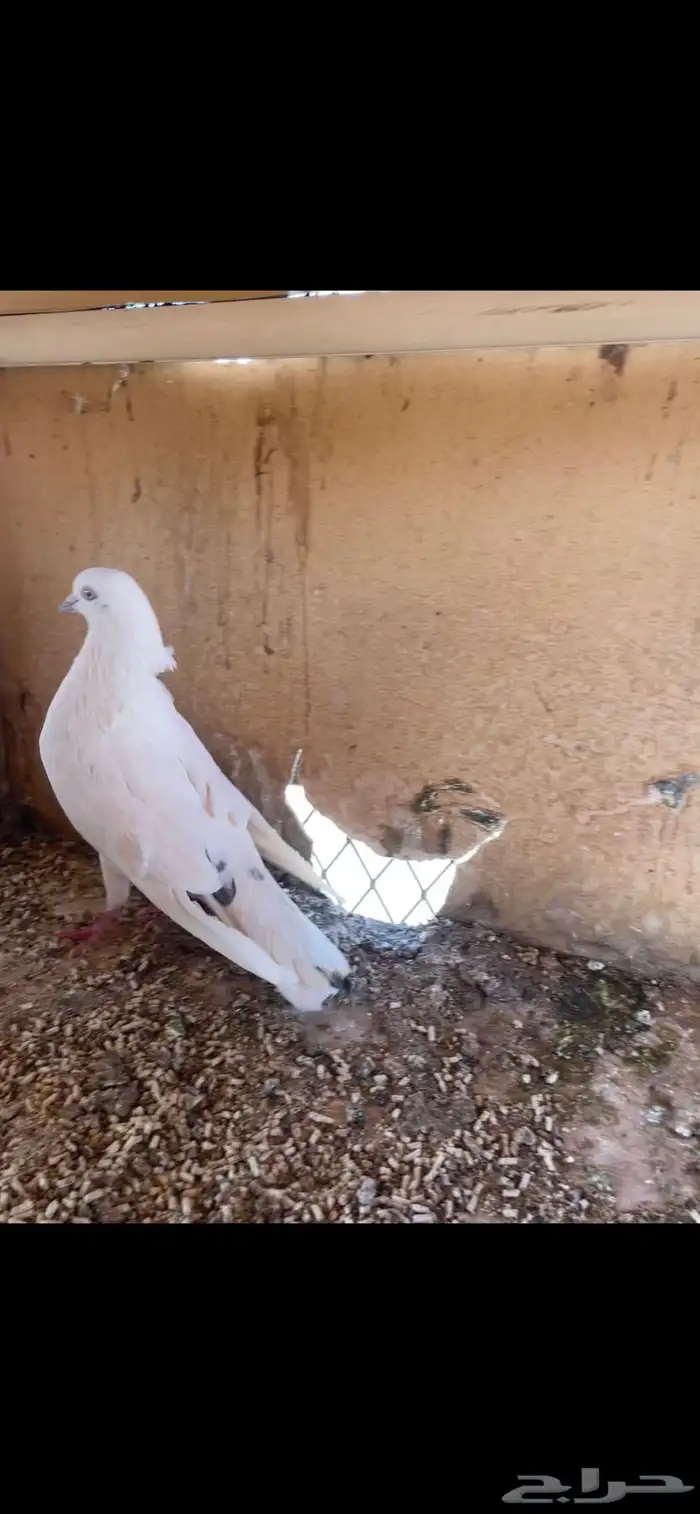 حمام باكستاني وحش 2