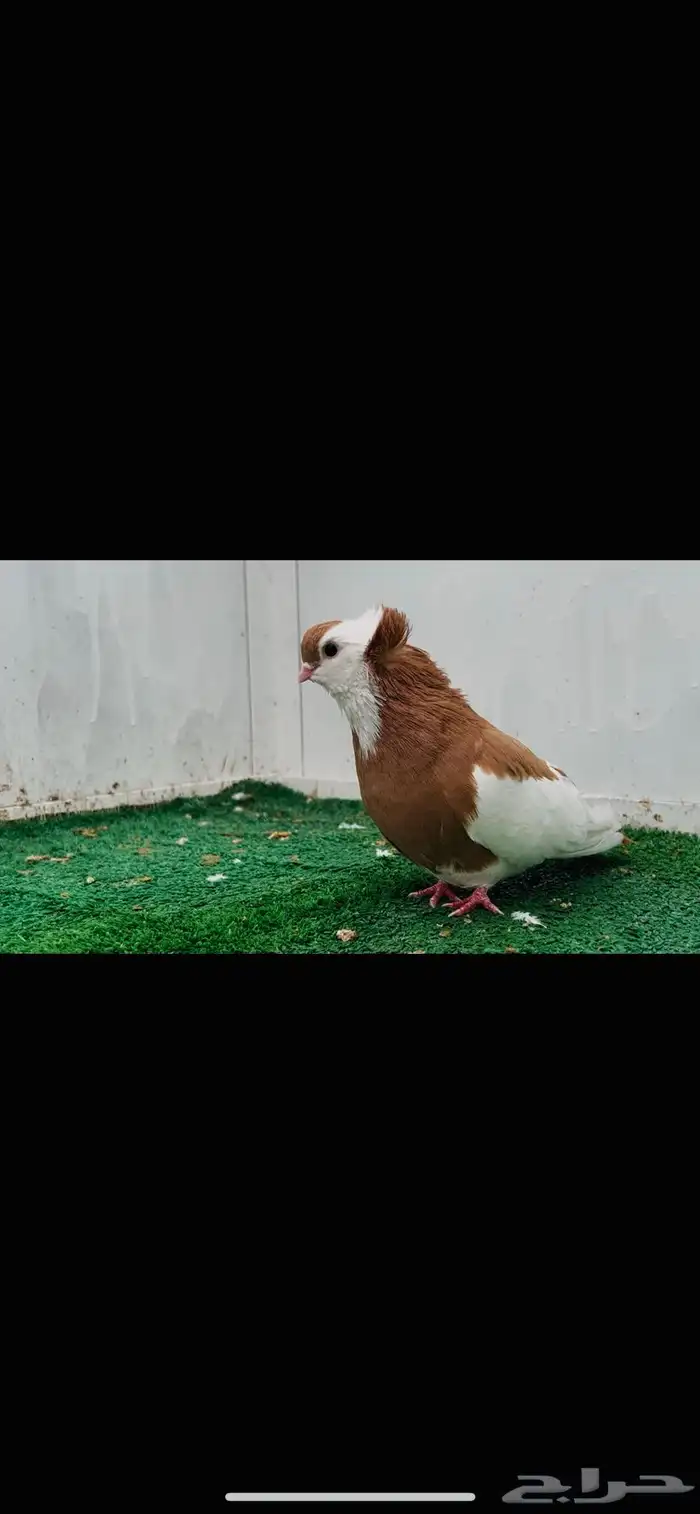 ذكر بلغاري عبسي 4