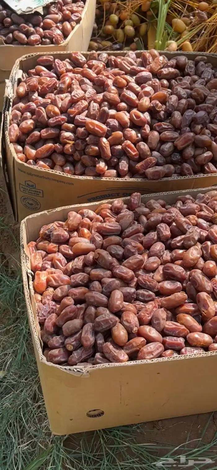 تمر سري وادي الدواسر السليل 2