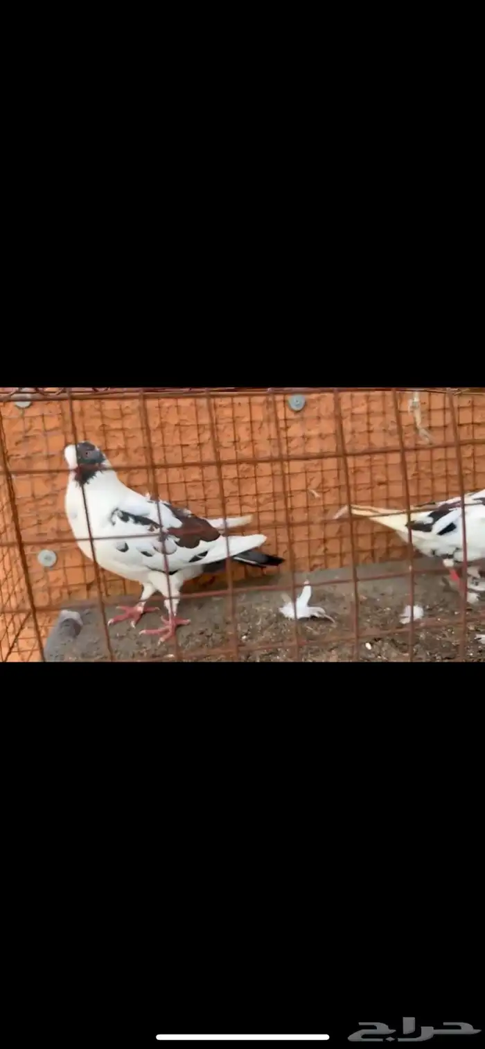 حمام 9