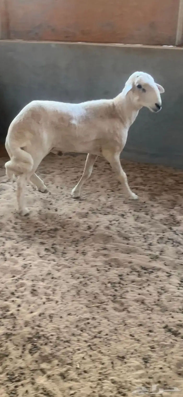 خروف فحل حري 0