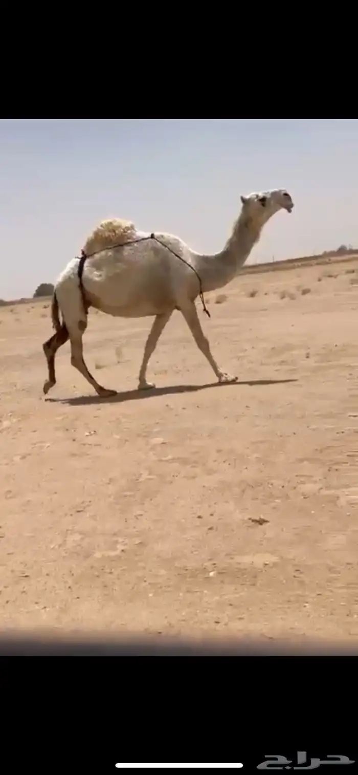 للبيع ضريبة كفو 0