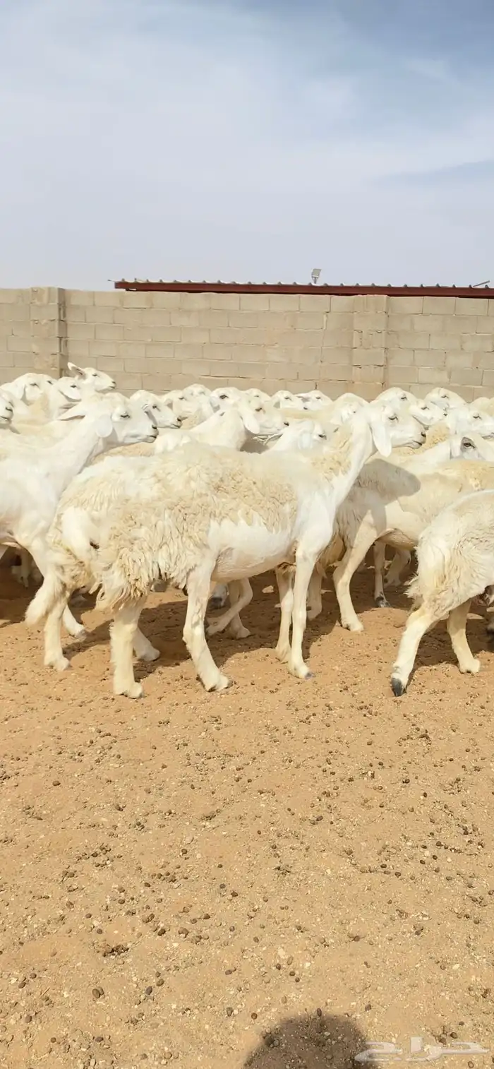غنم حريات حرش مراح واحد 150 بفحولها 2 ت 32 بهم( تم البيع ) 4