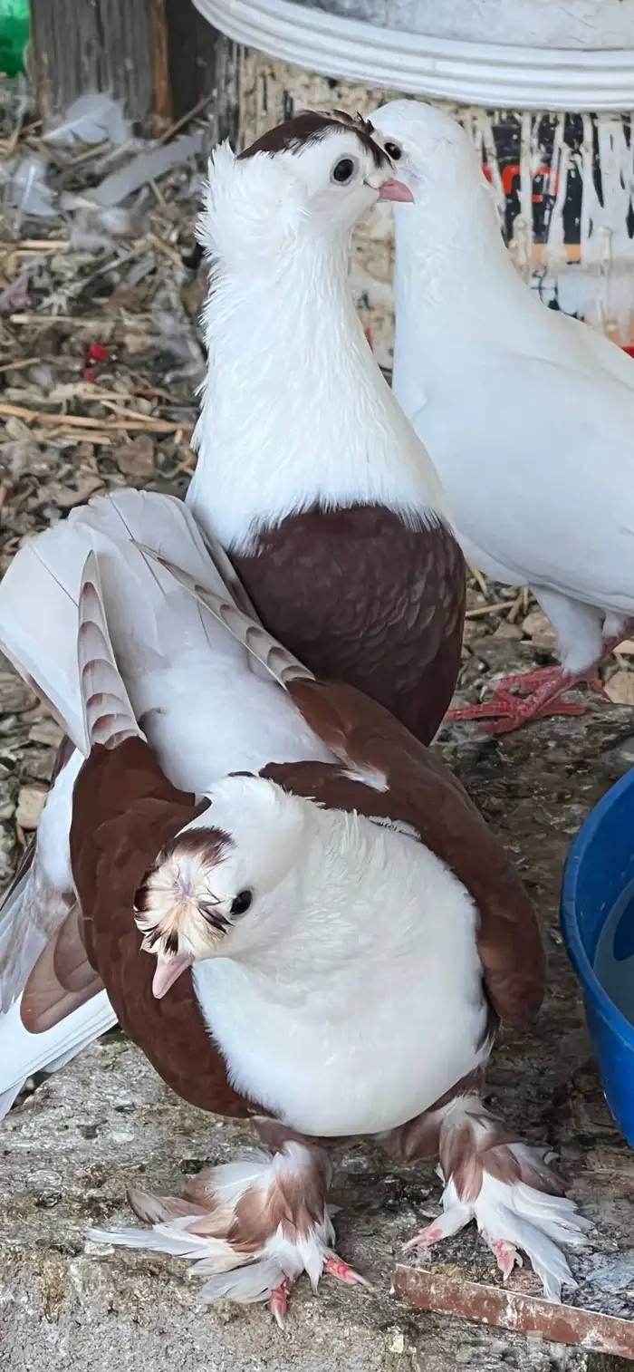 حمام لبناني 2