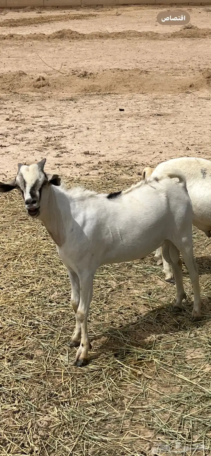 برابر طيبه بضرماء 3