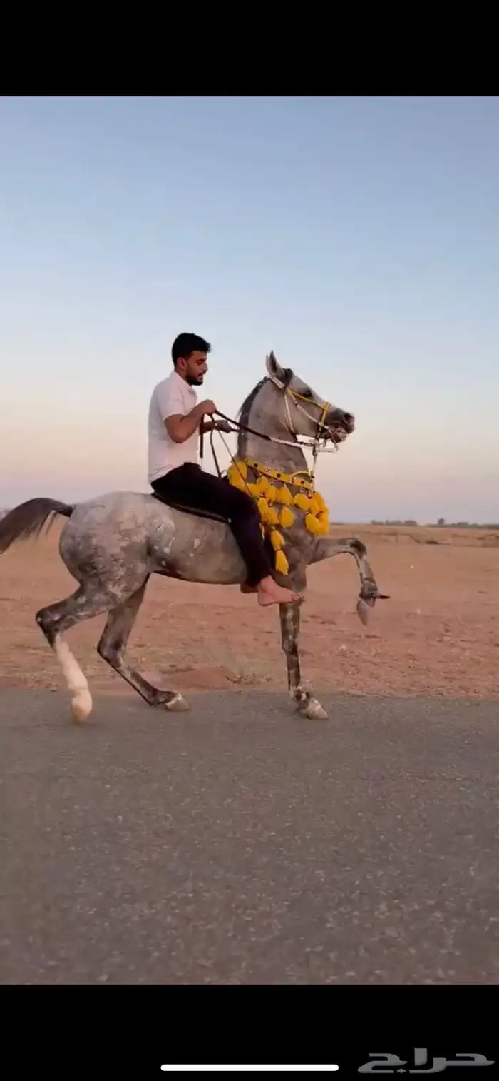 حصان واهو جمرهه 0