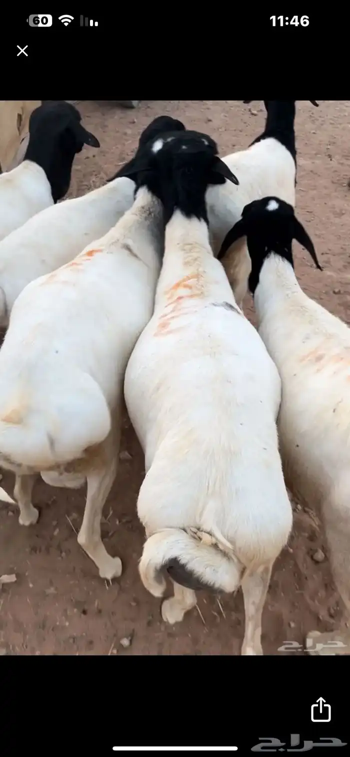 برابر طيبه بضرماء 1