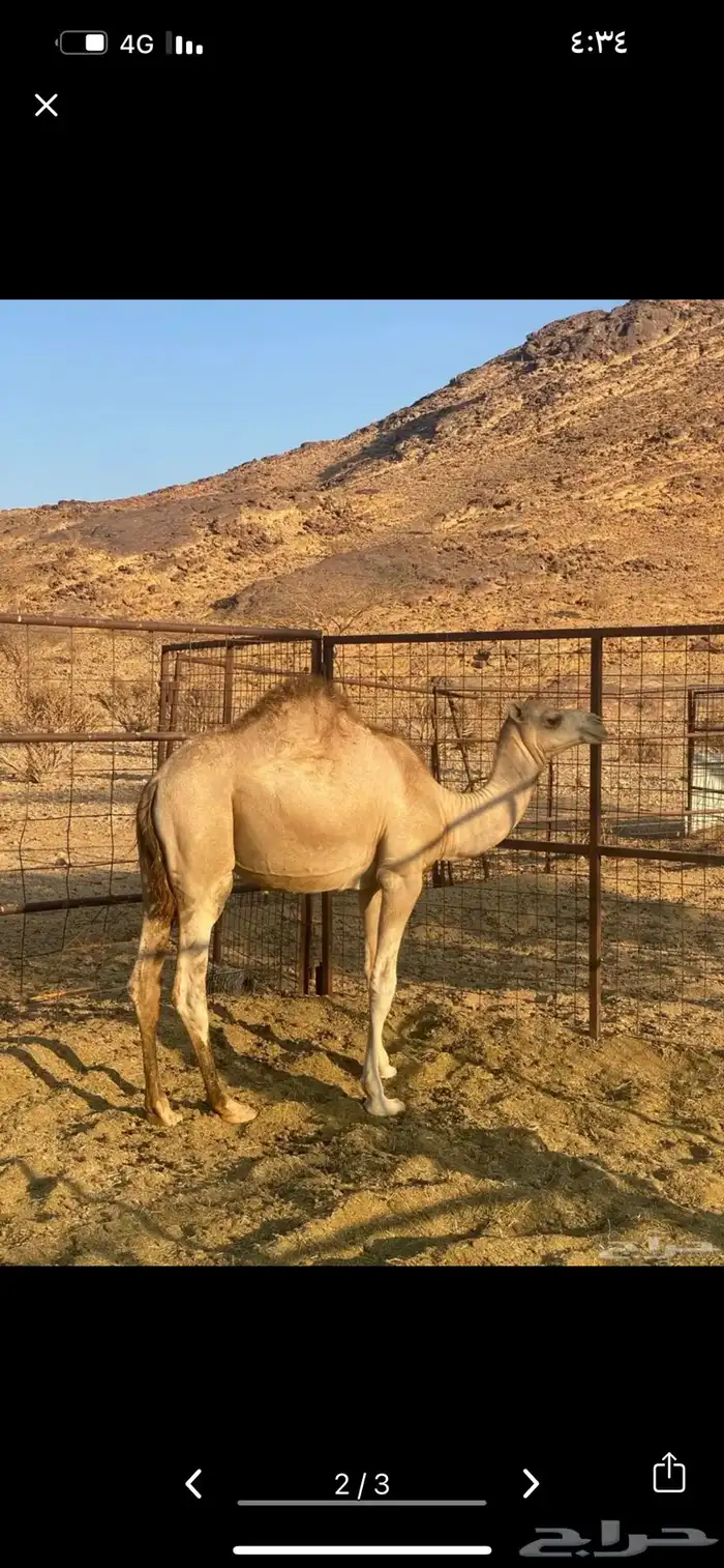قعود مفرود 0