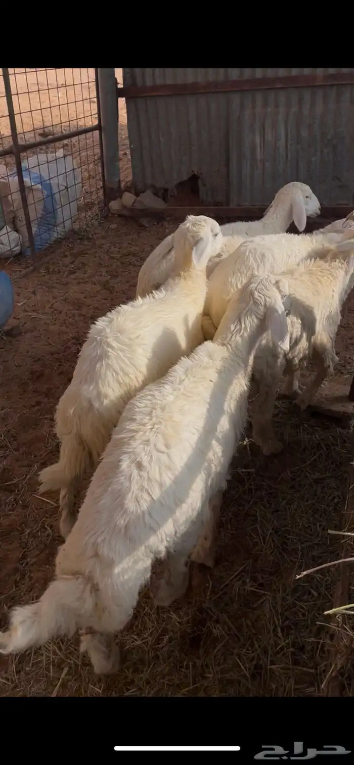 للبيع طليان حري 2