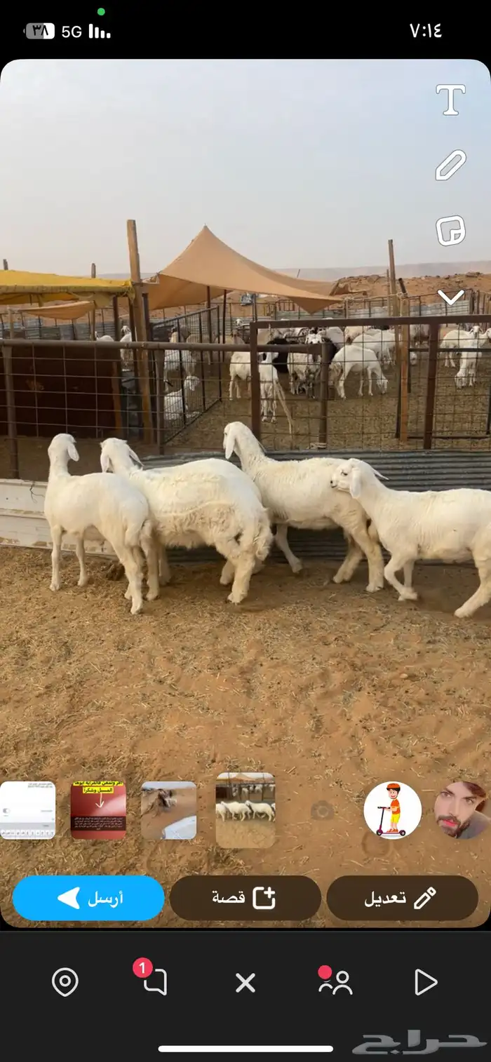 للبيع طليان فيها رخل وحده سعي الموقع في ذمة المشتري 1