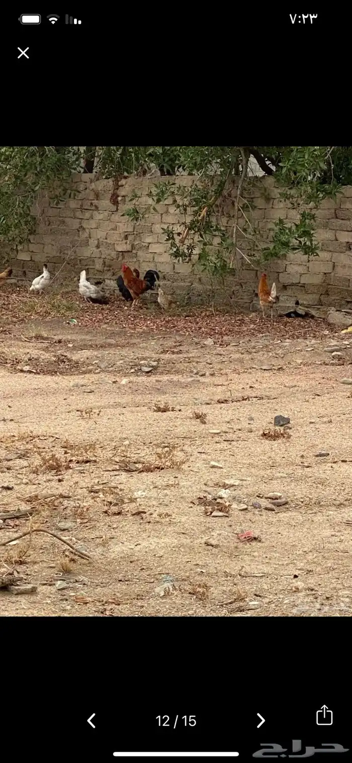 للبيع دجاج بلدي بياض حضان 2