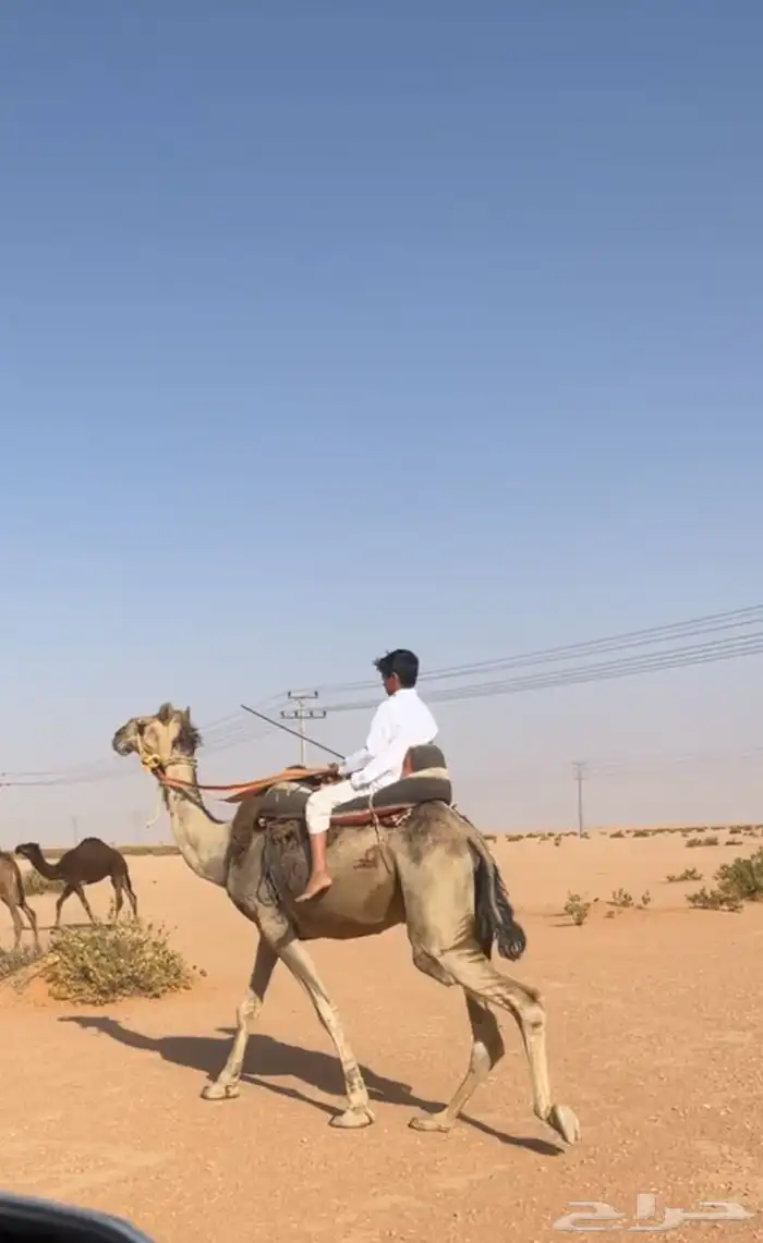 رحول للبيع 0