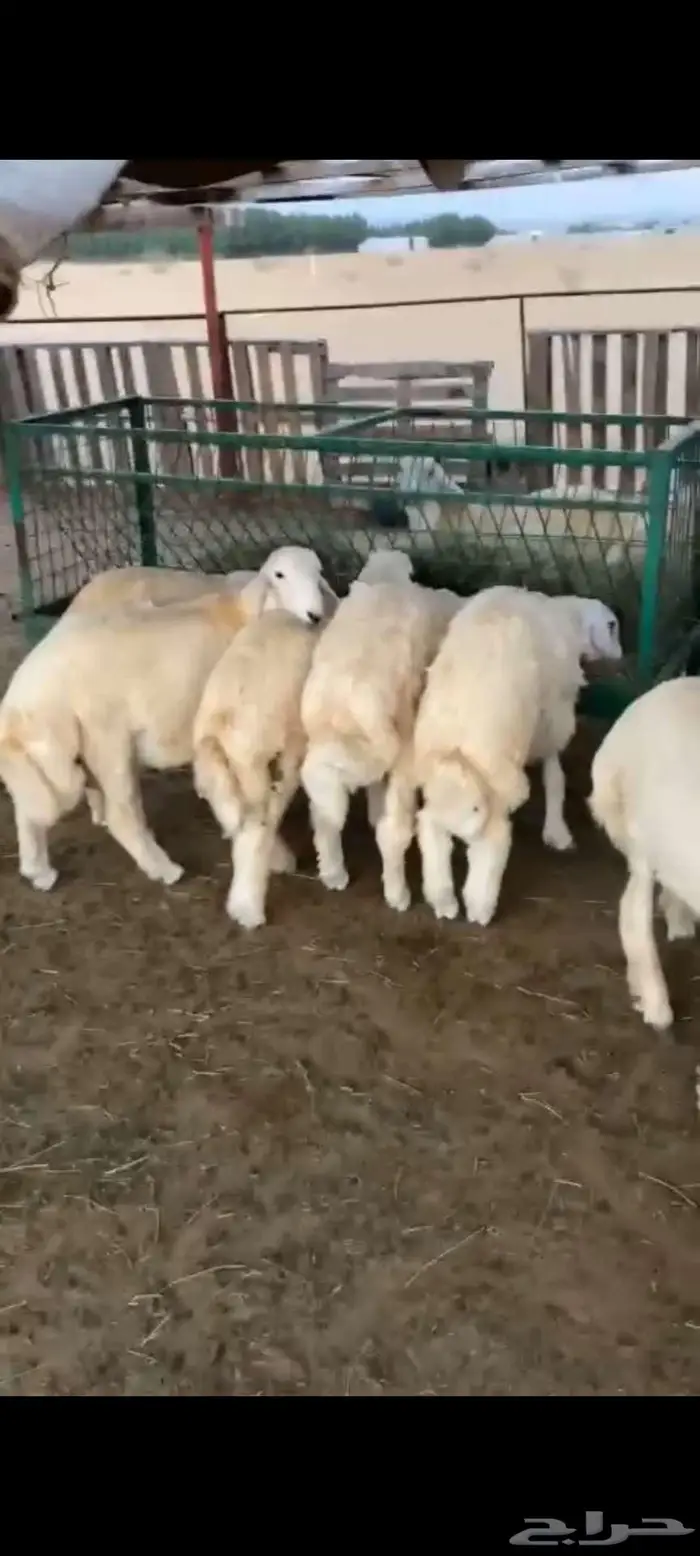 ذبائح فاخره غنم تربيه وليس غنم شبوك للبيع 0