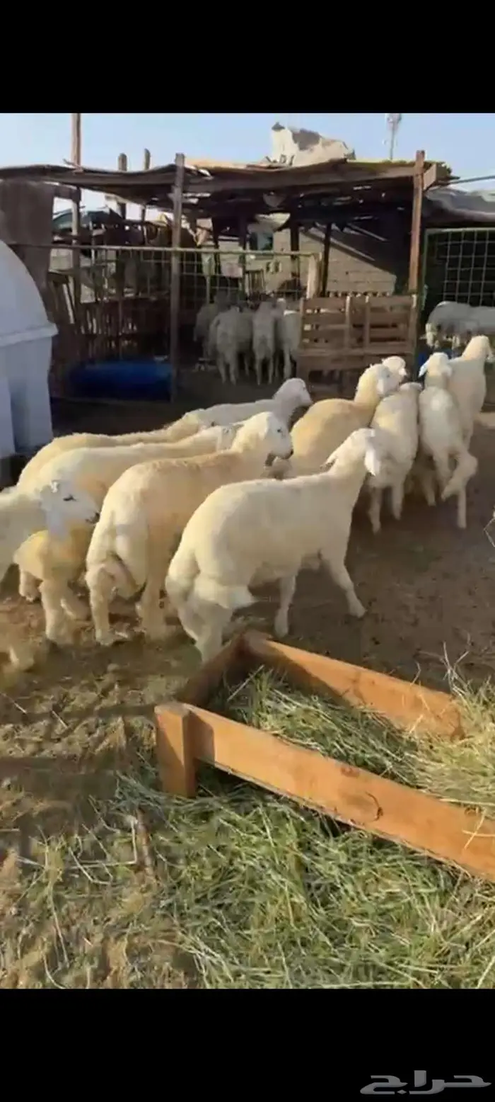 ذبائح فاخره غنم تربيه وليس غنم شبوك للبيع 1