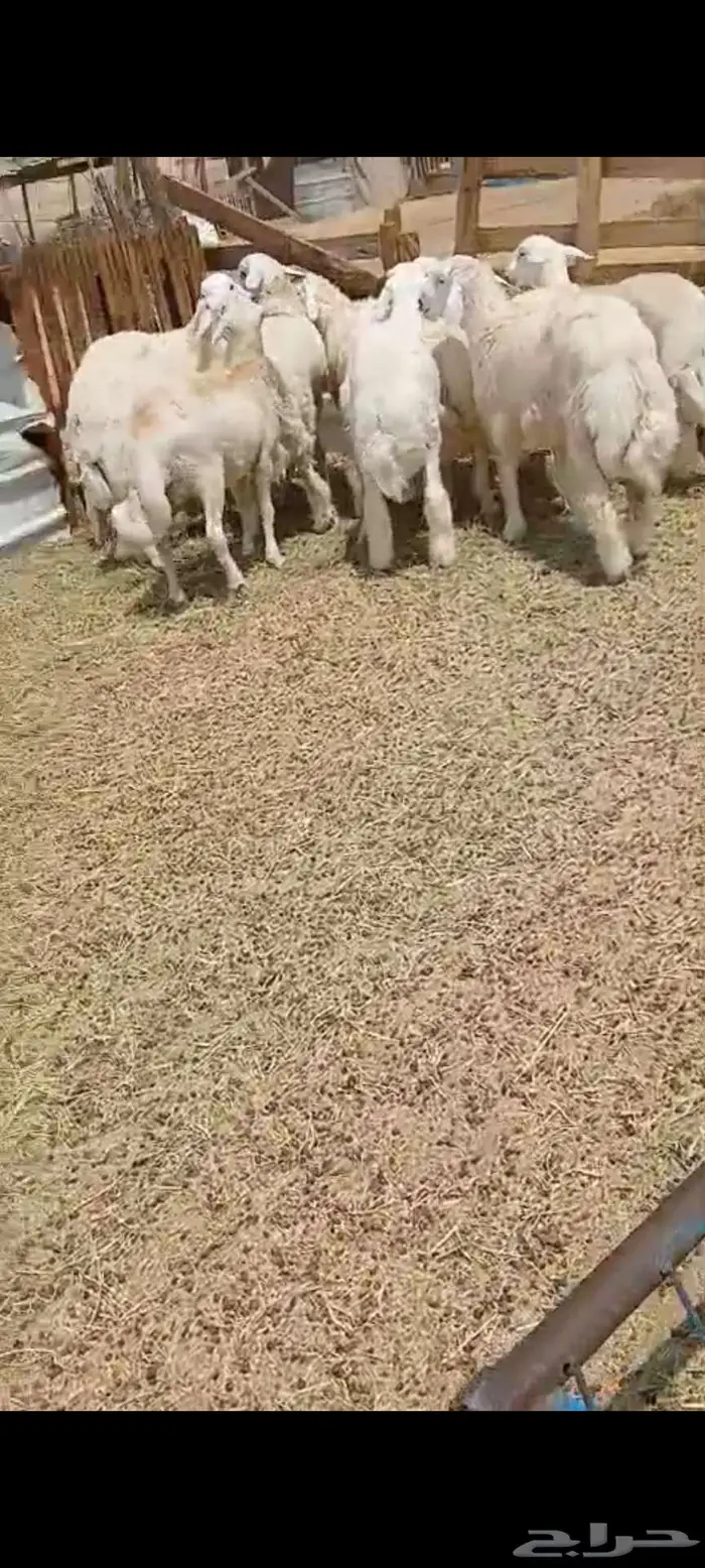 رخال مقنى .. وطليان شحم 2