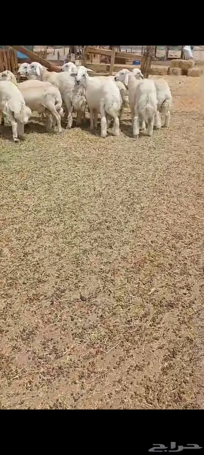 رخال مقنى .. وطليان شحم 3