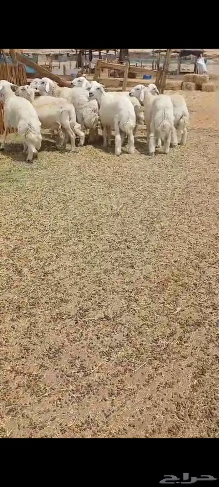 رخال مقنى .. وطليان شحم 1