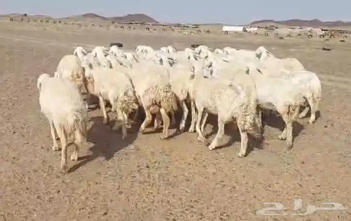 حريات للبيع 2