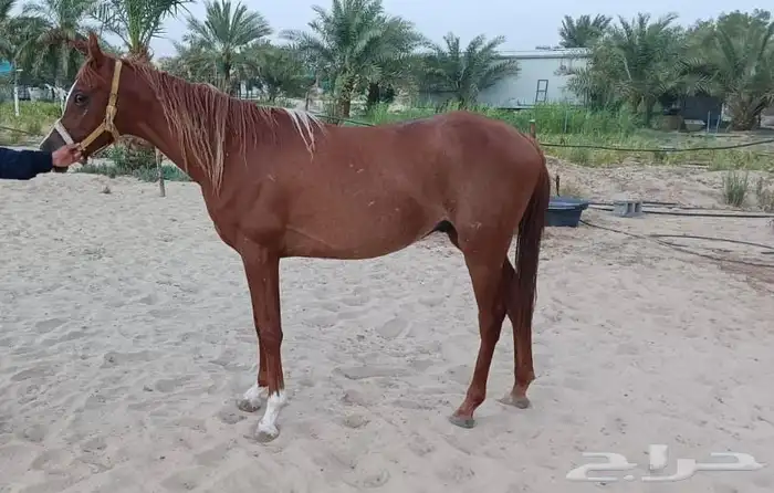 خيول للبيع 3