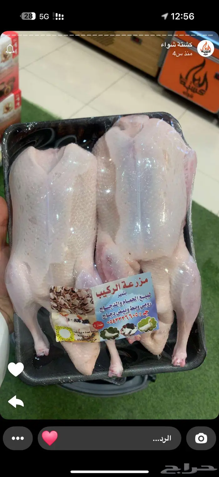 حمام فرنسي و بط و دخل و سمان و أرانب 7