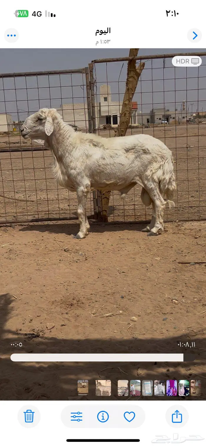 خروف فحل حري 0