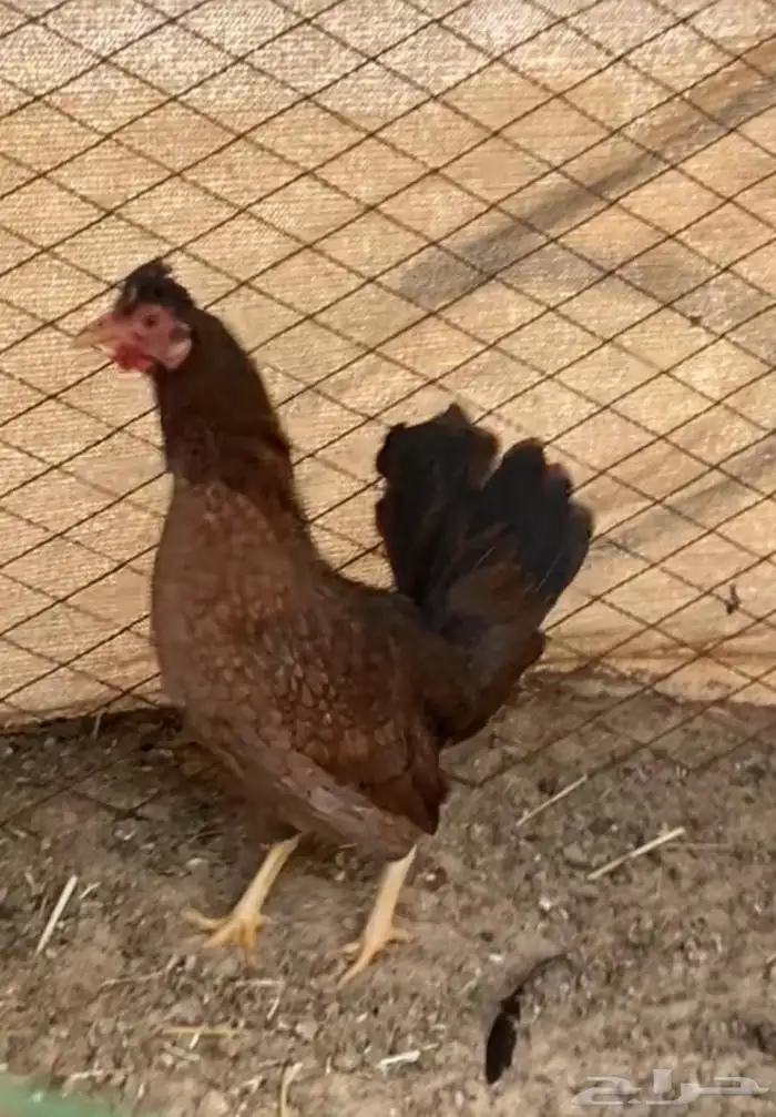 للبيع دجاج عربي دم صافي 2