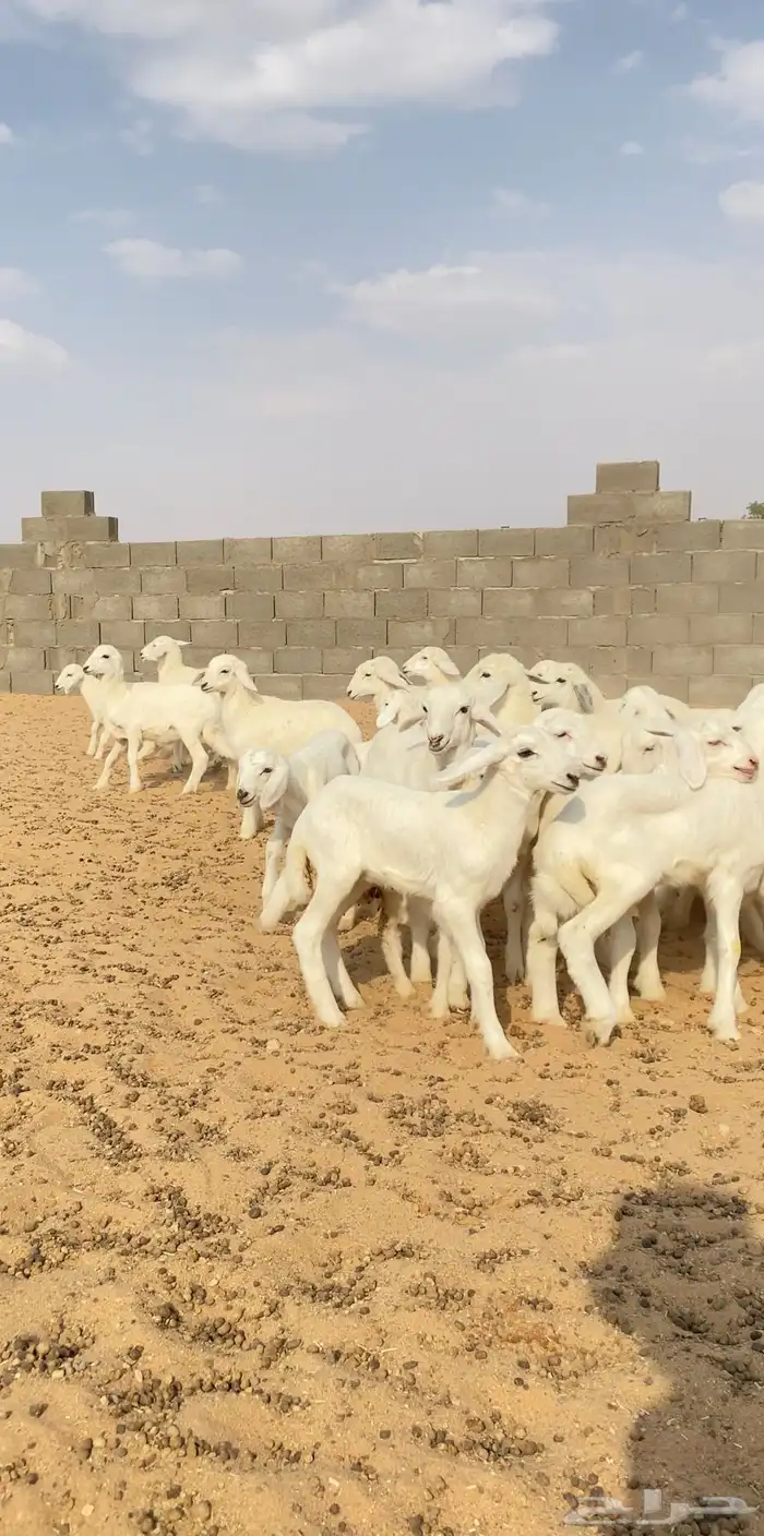 غنم حريات حرش مراح واحد 150 بفحولها 2 ت 32 بهم( تم البيع ) 10
