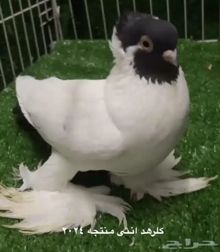 كلرهد فرش سوداني هلمت مفتل 4