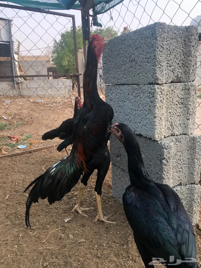 طقم شامو للبيع ديك و3 دجاجات 1