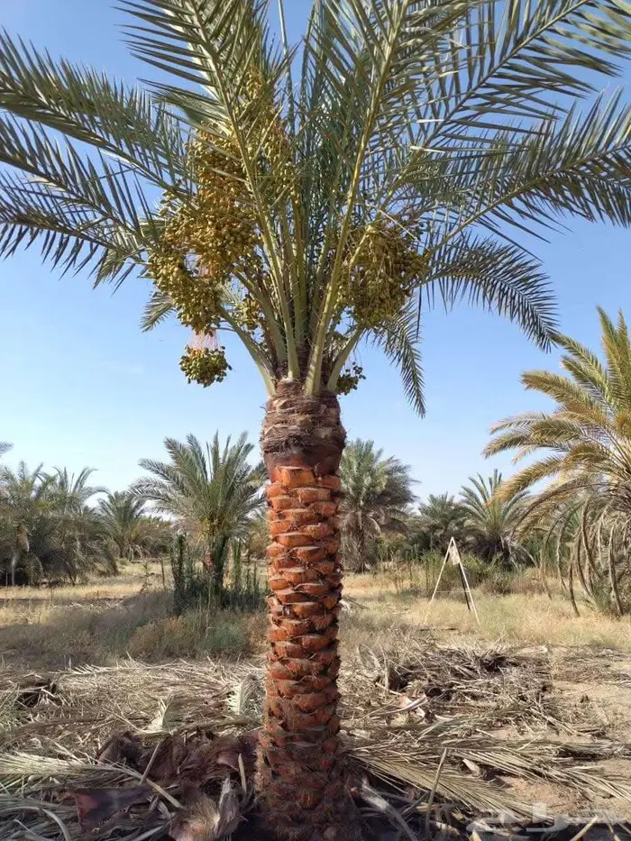 نخل للبيع مثمرة في جده و مكه 8