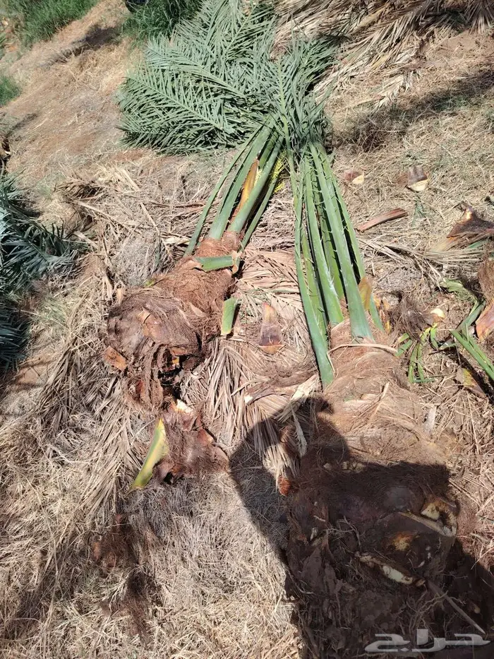 نخل للبيع مثمرة في جده و مكه 7