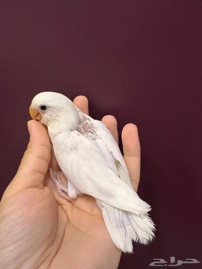 فرخ روز نهاية غر 0