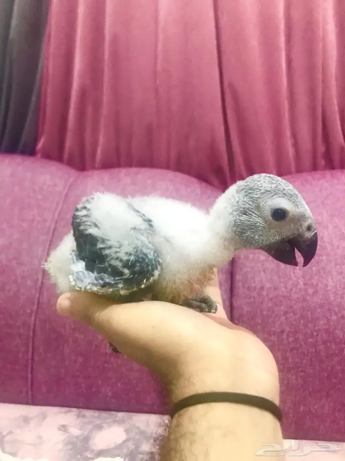فروخ غر انتاج محلي كاسكو 4