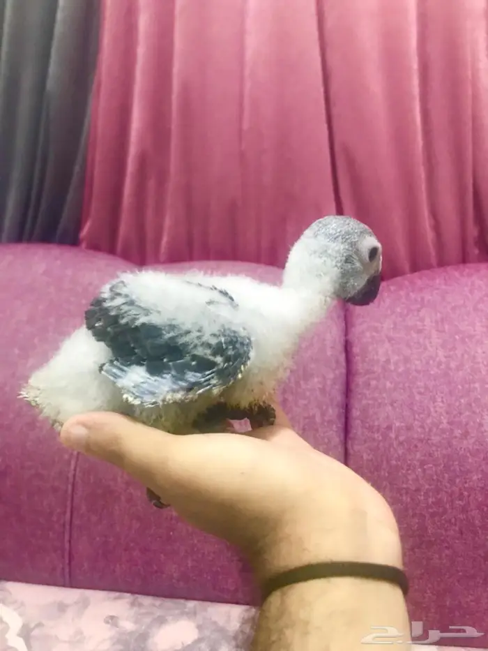 فروخ غر انتاج محلي كاسكو 7