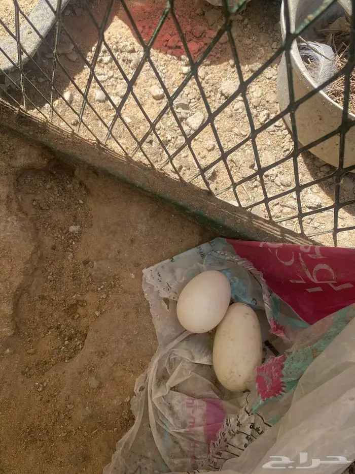 بطه للبيع اليفه مع صاحبه بياضه 1