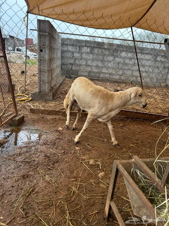 خروف بلدي جذع فحل للبيع 2