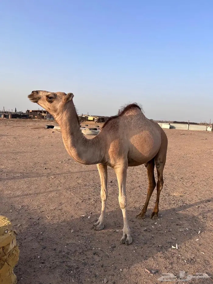 بكره للبيع 0