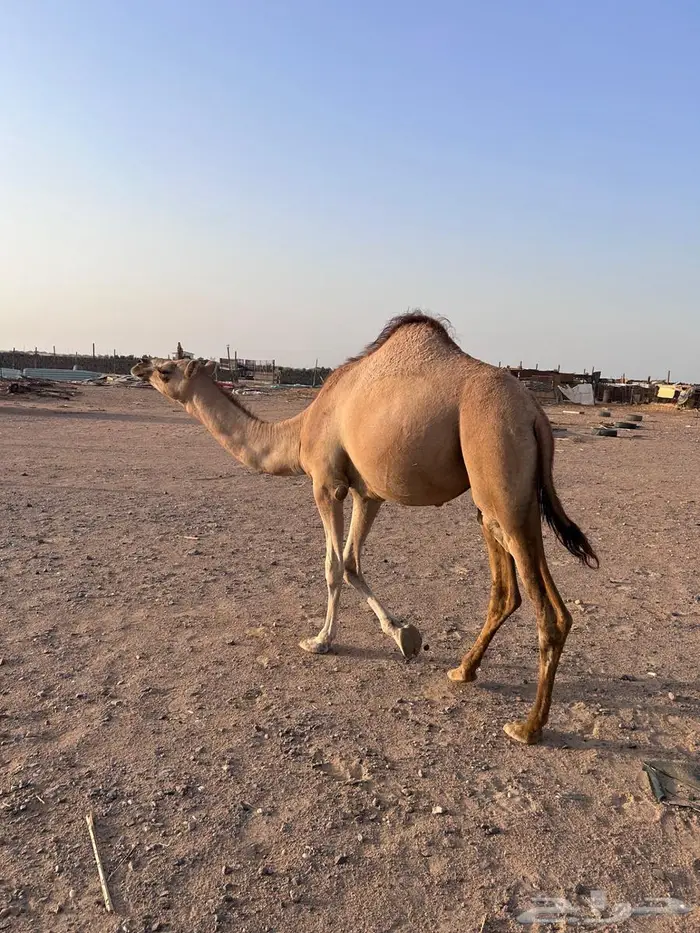 بكره للبيع 2