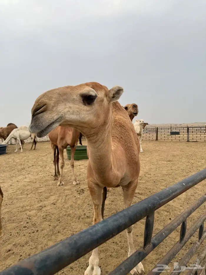 للبيع بكره شماليه حمراء 2