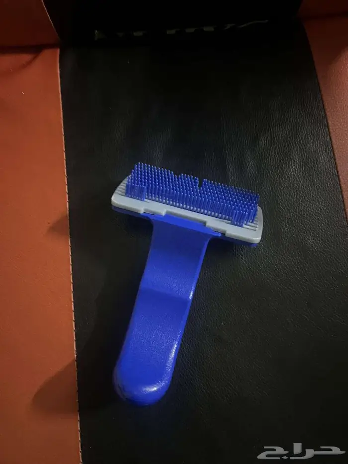 قط شيرازي 1