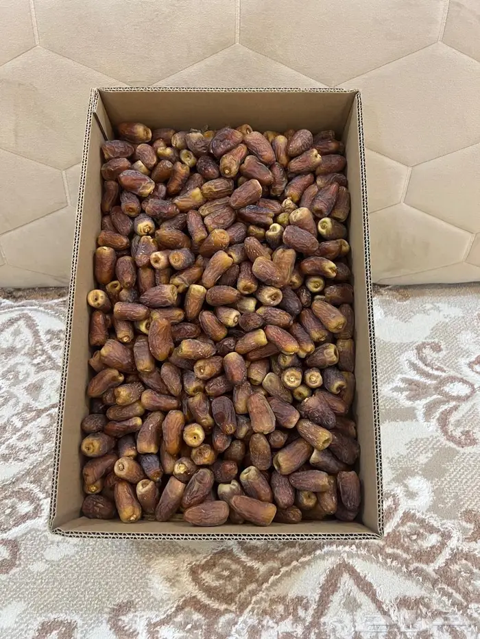 برني فاخر 4