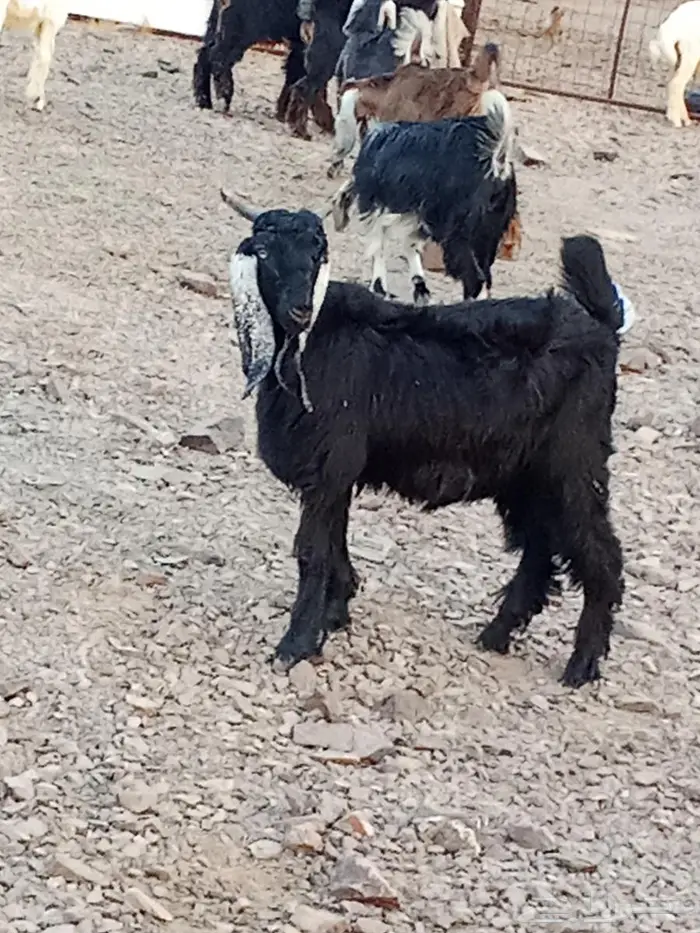 تيوس وطليان للبيع 0