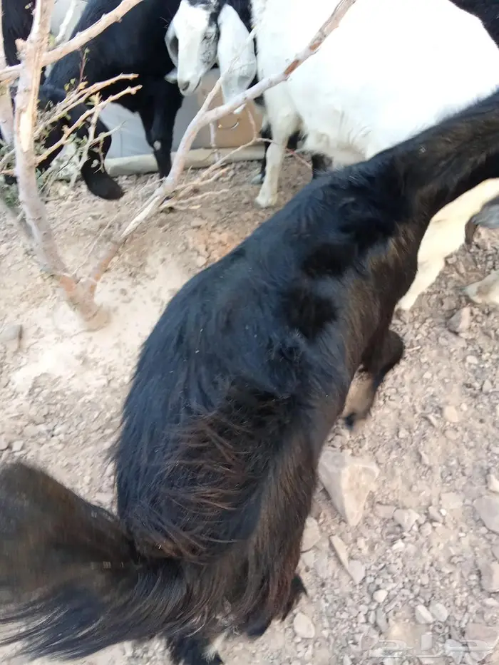 تيوس وطليان للبيع 5