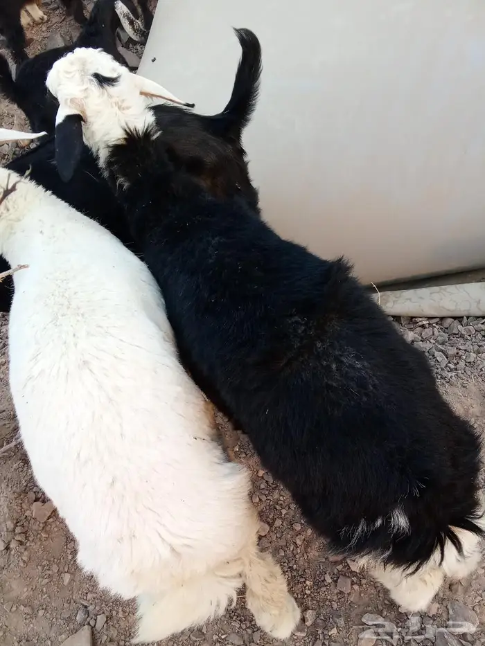 تيوس وطليان للبيع 9