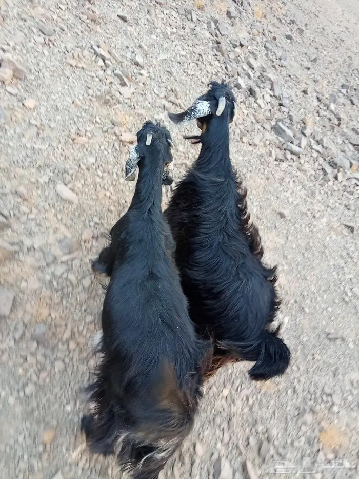 تيوس وطليان للبيع 8